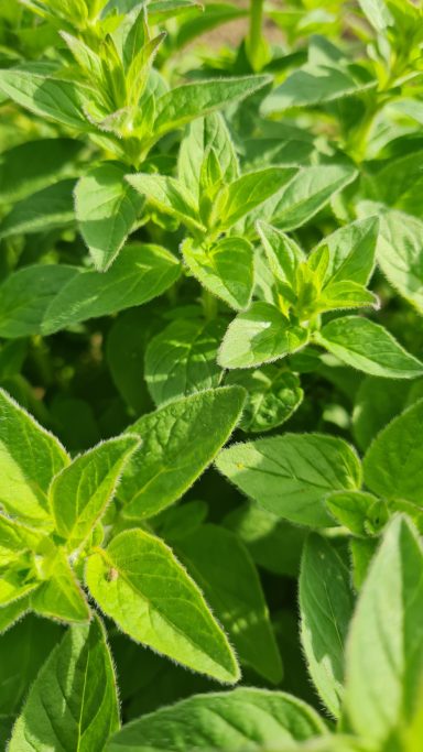 Oregano - Gewöhnlicher Dost - Origanum vulgare 
